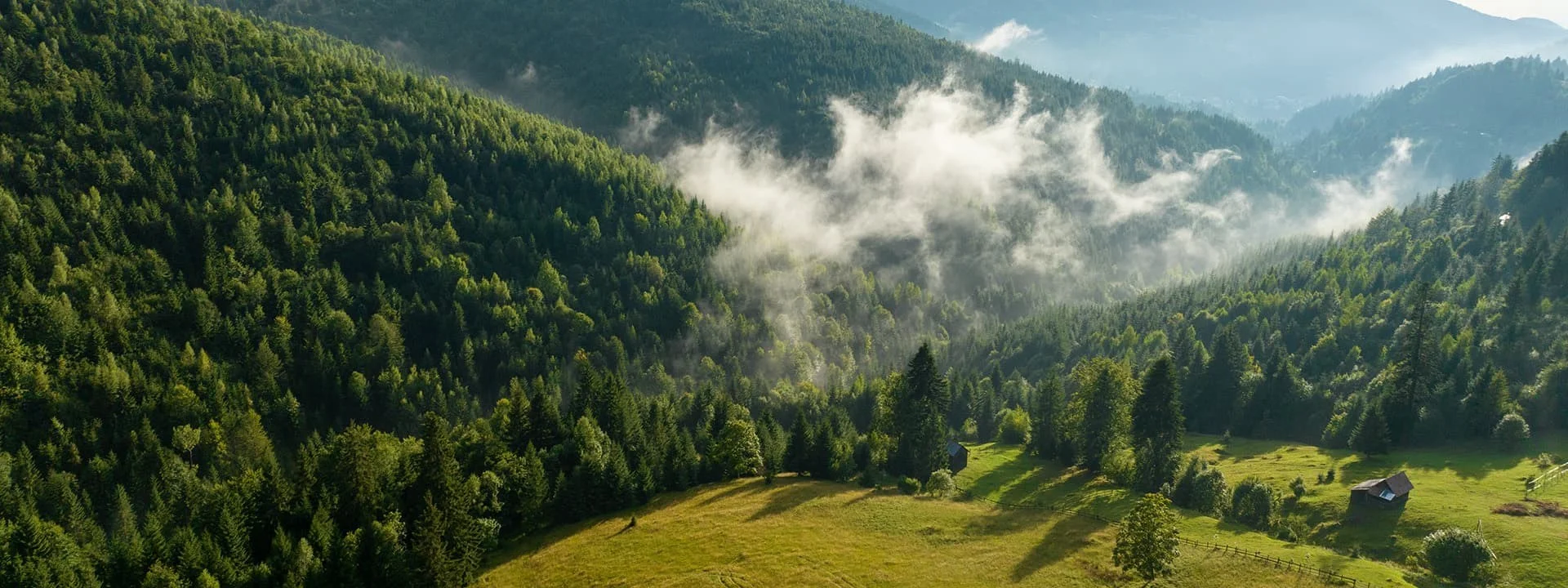 Forest and mountains